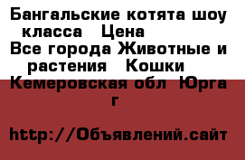 Бангальские котята шоу класса › Цена ­ 25 000 - Все города Животные и растения » Кошки   . Кемеровская обл.,Юрга г.